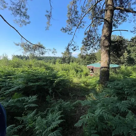 Mini Yourte Dans La Foret